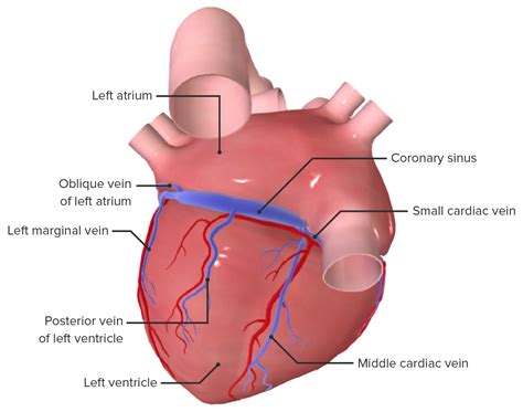 seio coronario